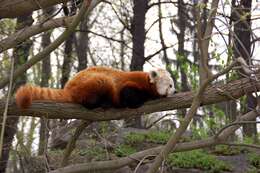 Image of red pandas