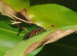 Image of Taenogera notatithorax Mann 1928