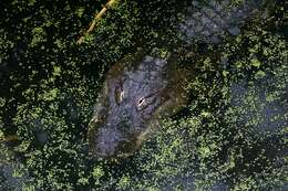 Image of alligators