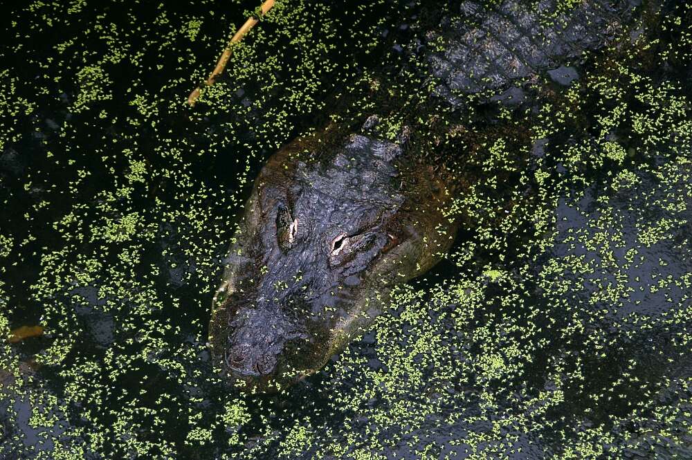 Image of alligators