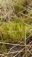 Image of Juncus scheuchzerioides Gaudich.