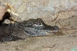 Image of Chinese alligator