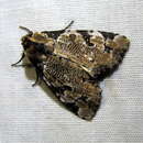 Image of whaleback moth