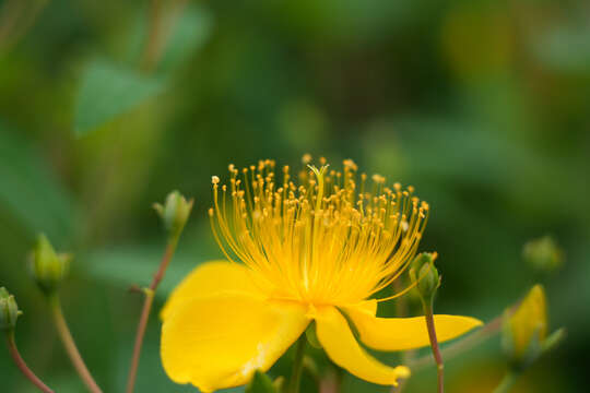 Image of Hypericum monogynum L.