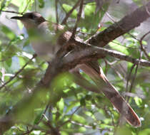 Image of Black-billed Cuckoo