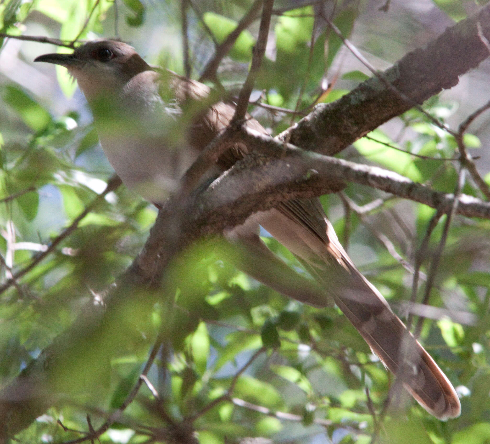 Image of Black-billed Cuckoo