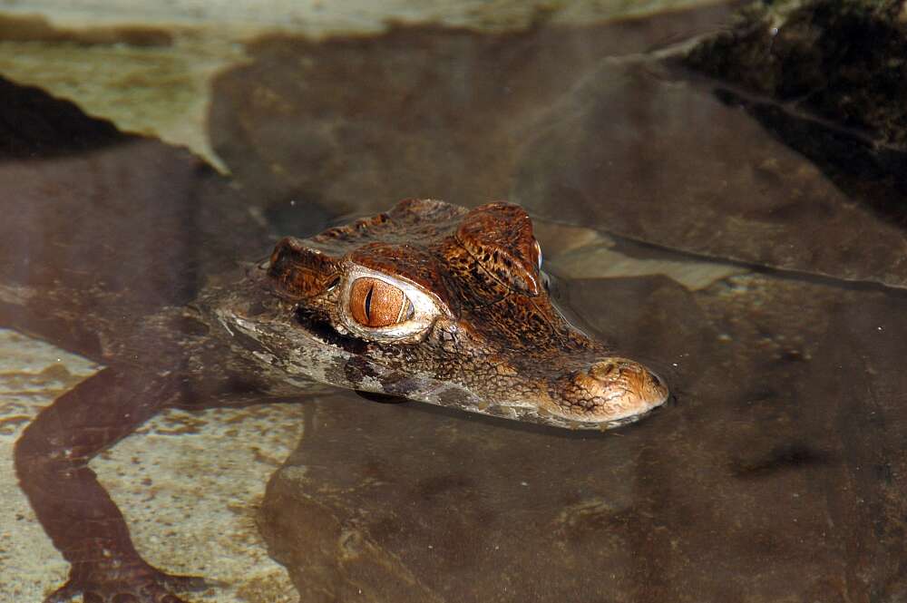 Image of Smooth-fronted Caimans