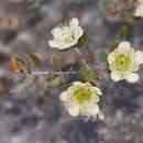 Sivun Leptospermum macrocarpum (Maiden & Betche) J. Thompson kuva