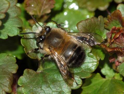 Image of Anthophora plumipes (Pallas 1772)