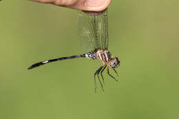 Image of Pale-faced Clubskimmer