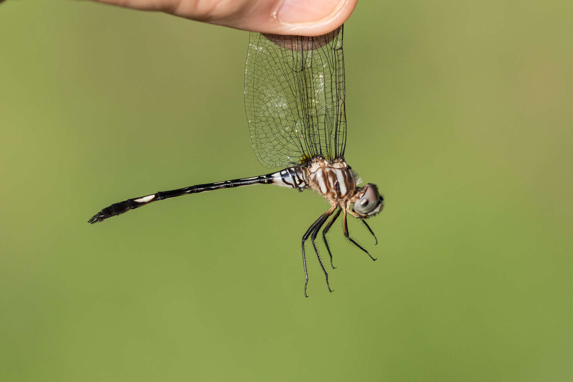 Image of Pale-faced Clubskimmer