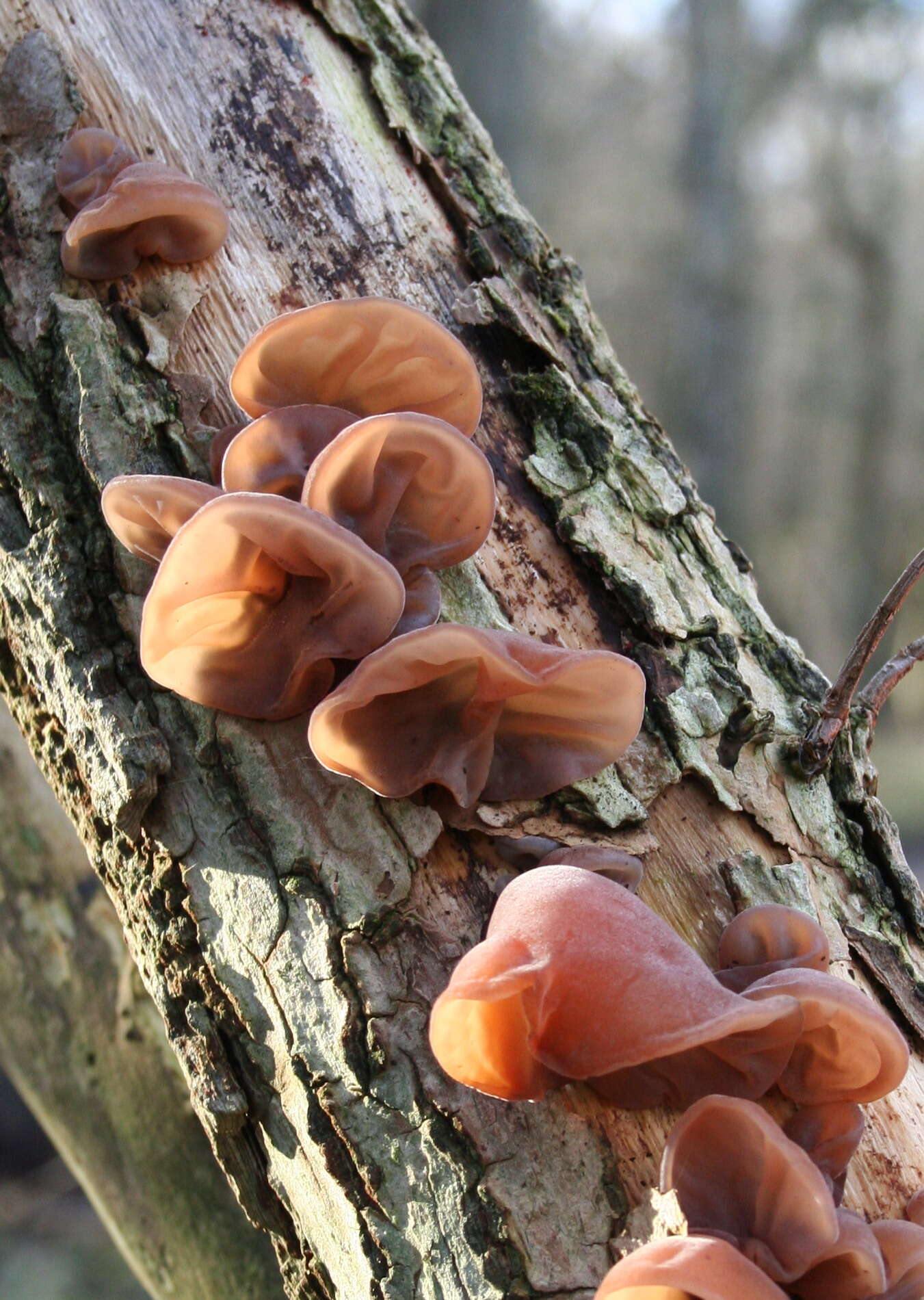 Image of ear fungus