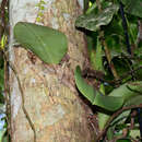 Imagem de Bulbophyllum beccarii Rchb. fil.