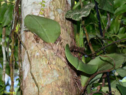 Bulbophyllum beccarii Rchb. fil.的圖片