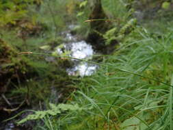 Image of Sheathed sedge