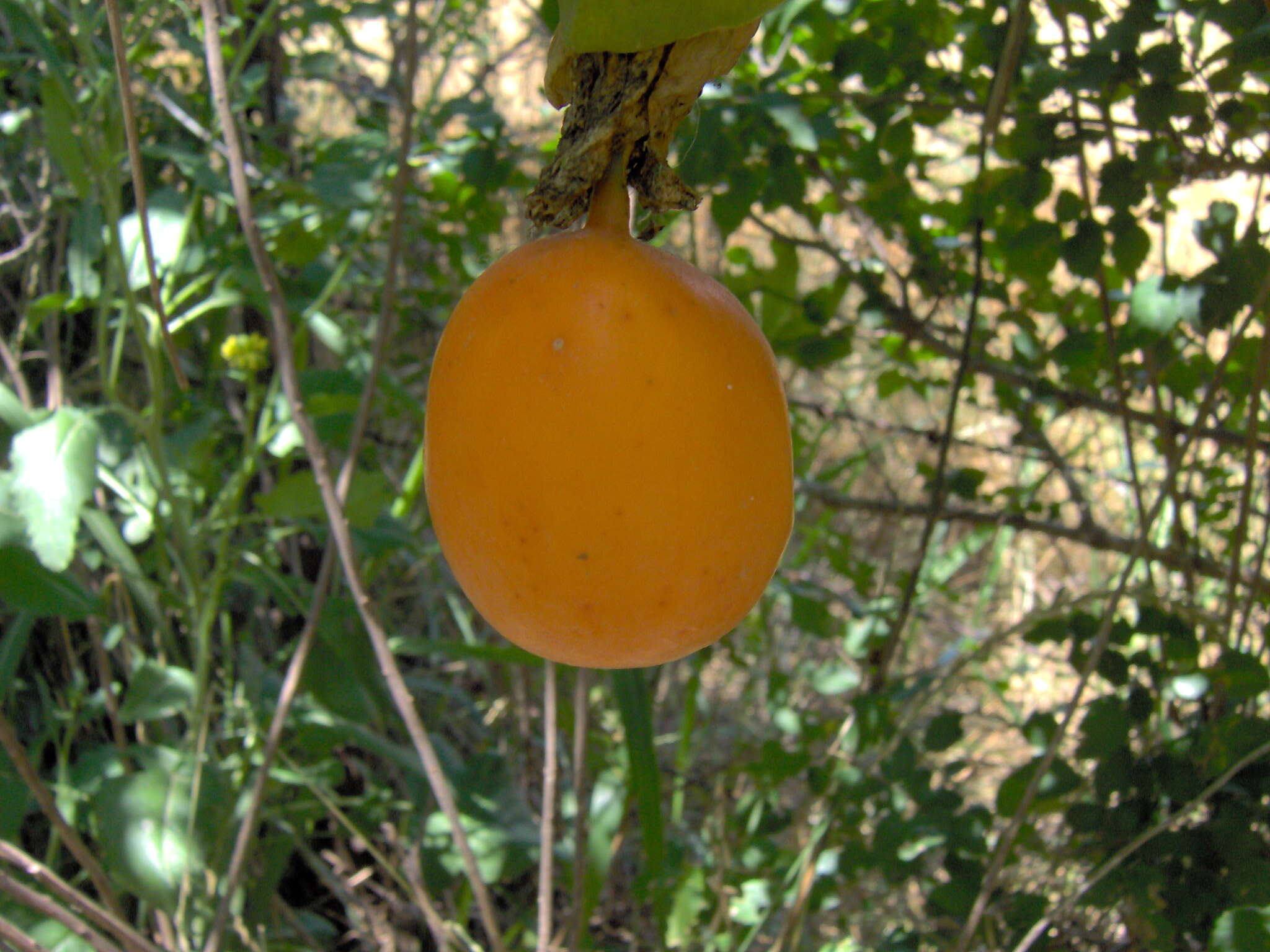 Image of sweet granadilla