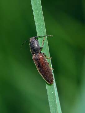 Image of Athous haemorrhoidalis