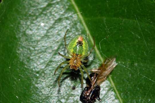 Image of Cucumber green spider