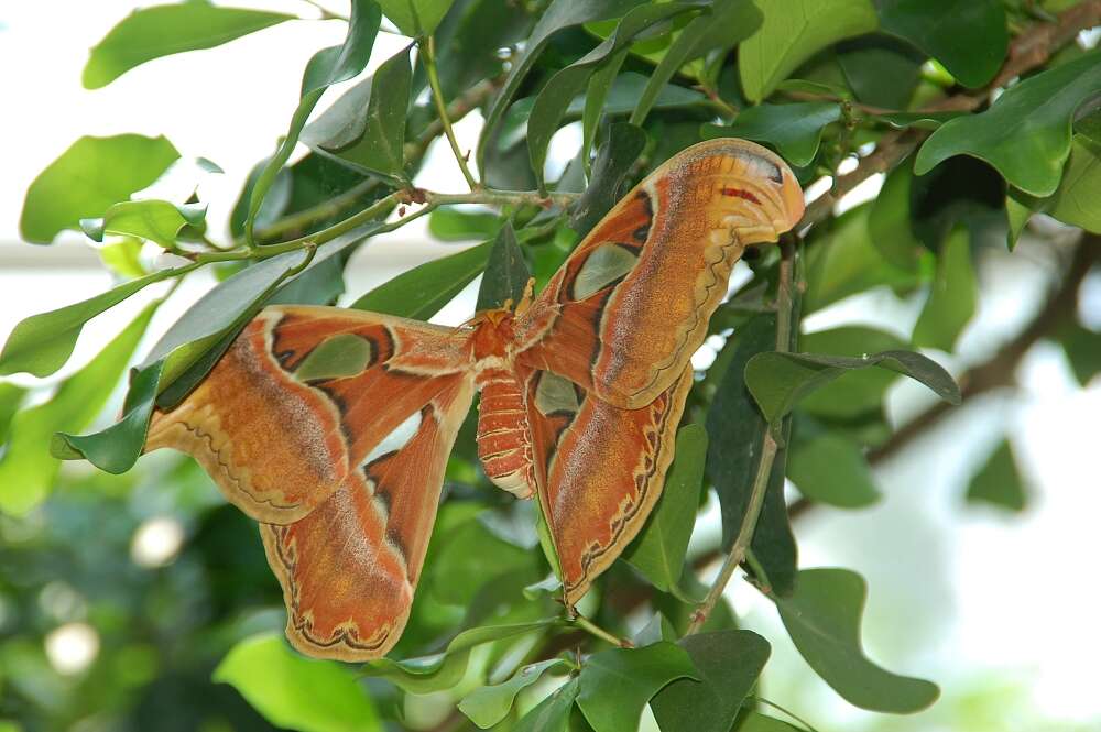 Image de Attacus atlas (Linnaeus 1758)