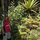 Image of Cordyline indivisa (G. Forst.) Endl.