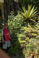 Image of Cordyline indivisa (G. Forst.) Endl.