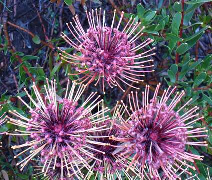 Image of Ribbon pincushion