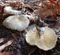 Image de Lactarius pallidiolivaceus Hesler & A. H. Sm. 1979