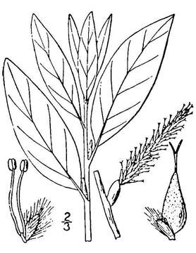 Image of diamondleaf willow