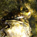 Image of Adriatic blenny