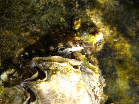 Image of Adriatic blenny