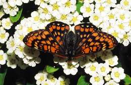 Image of Euphydryas maturna