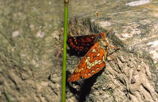 Plancia ëd Euphydryas maturna