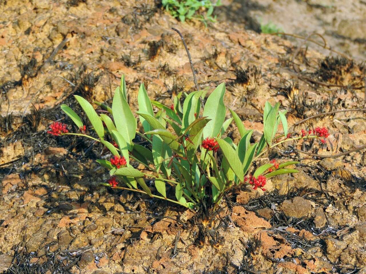 Image of Dwarf red combretum