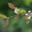 صورة Zabelia biflora (Turcz.) Makino