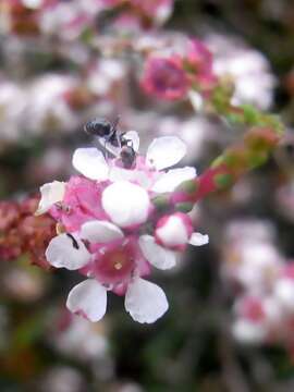 Image of Baeckea brevifolia (Rudge) DC.