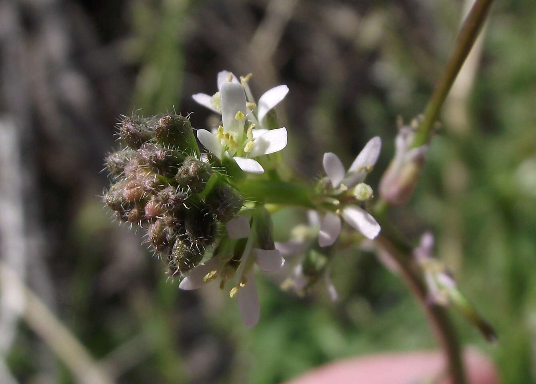 Sivun Caulanthus lasiophyllus (Hook. & Arn.) Payson kuva