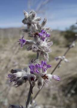 Image of desert lavender