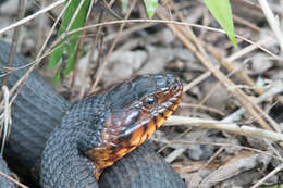 Image of Southern Water Snake