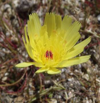 Image de Malacothrix glabrata (D. C. Eat. ex Gray) A. Gray