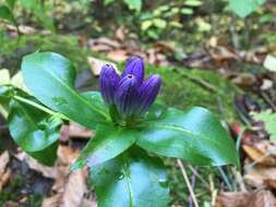 Image of bottle gentian