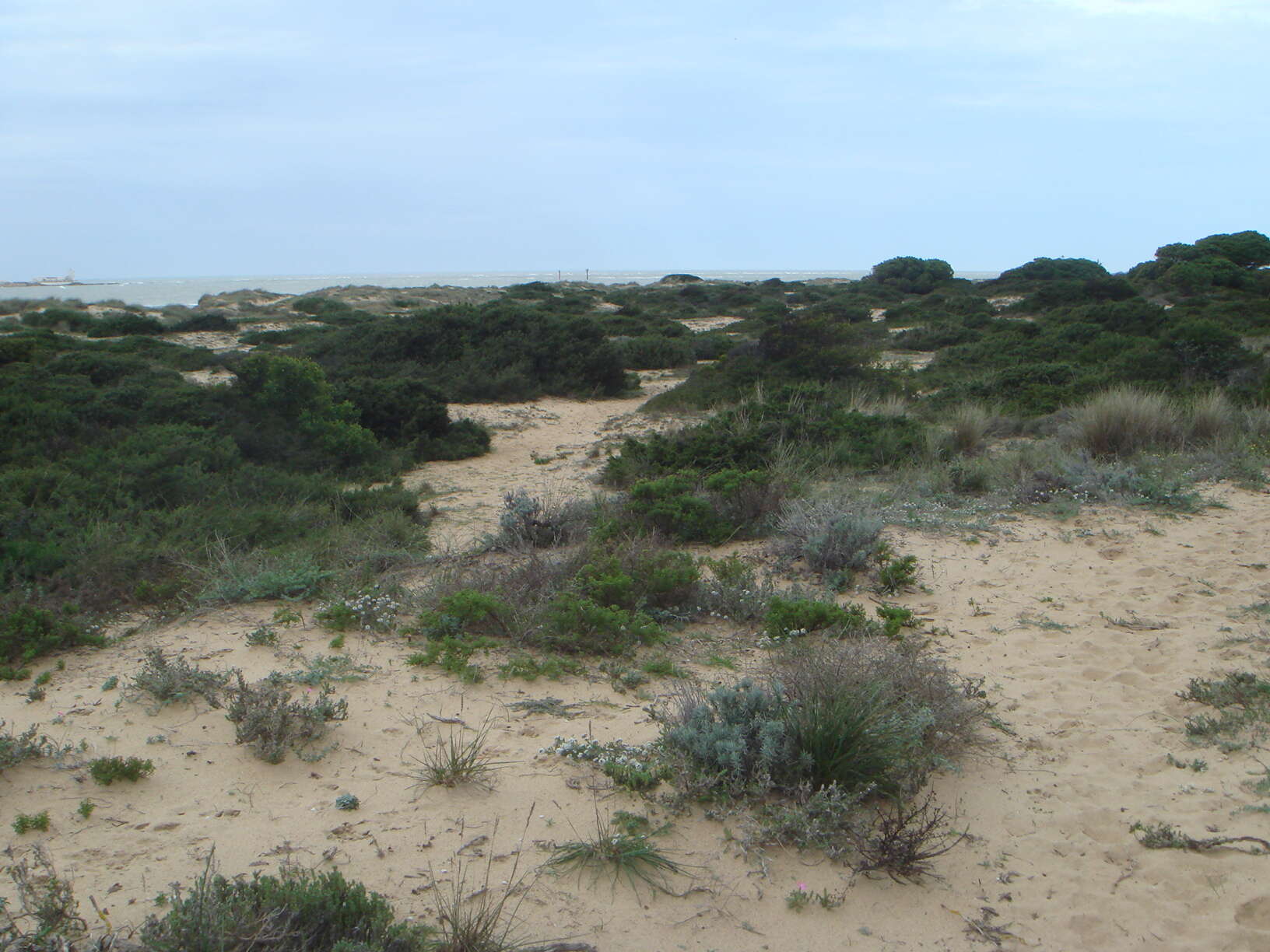 Image of Phoenician Juniper