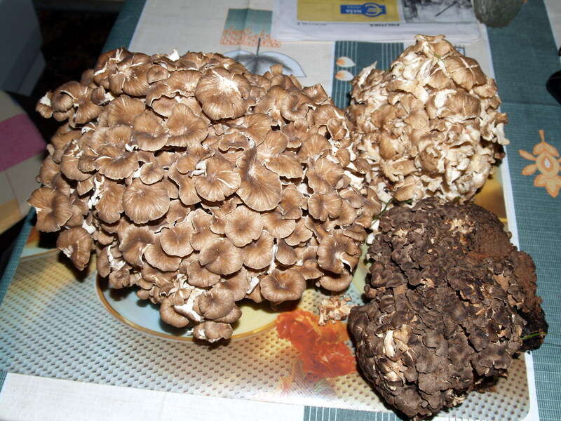 Image de Polypore en ombelle