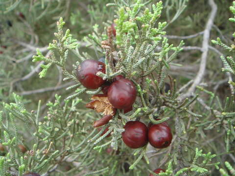 Image of Phoenician Juniper