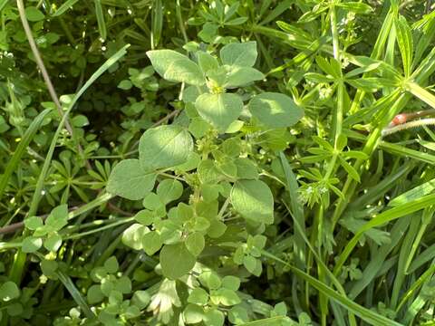 Image of Florida pellitory