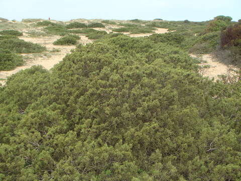 Image of Phoenician Juniper