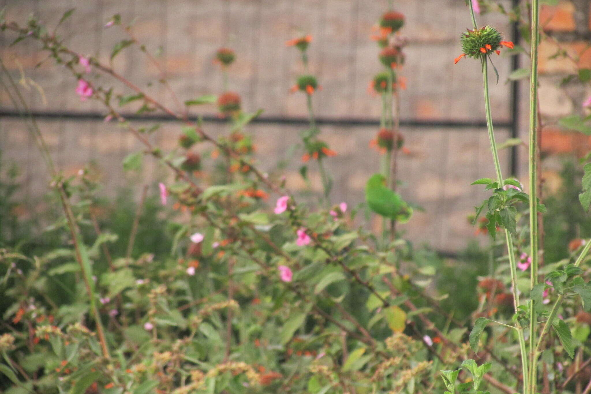 Image of Red-headed Lovebird