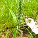 Image of Coutoubea spicata Aubl.