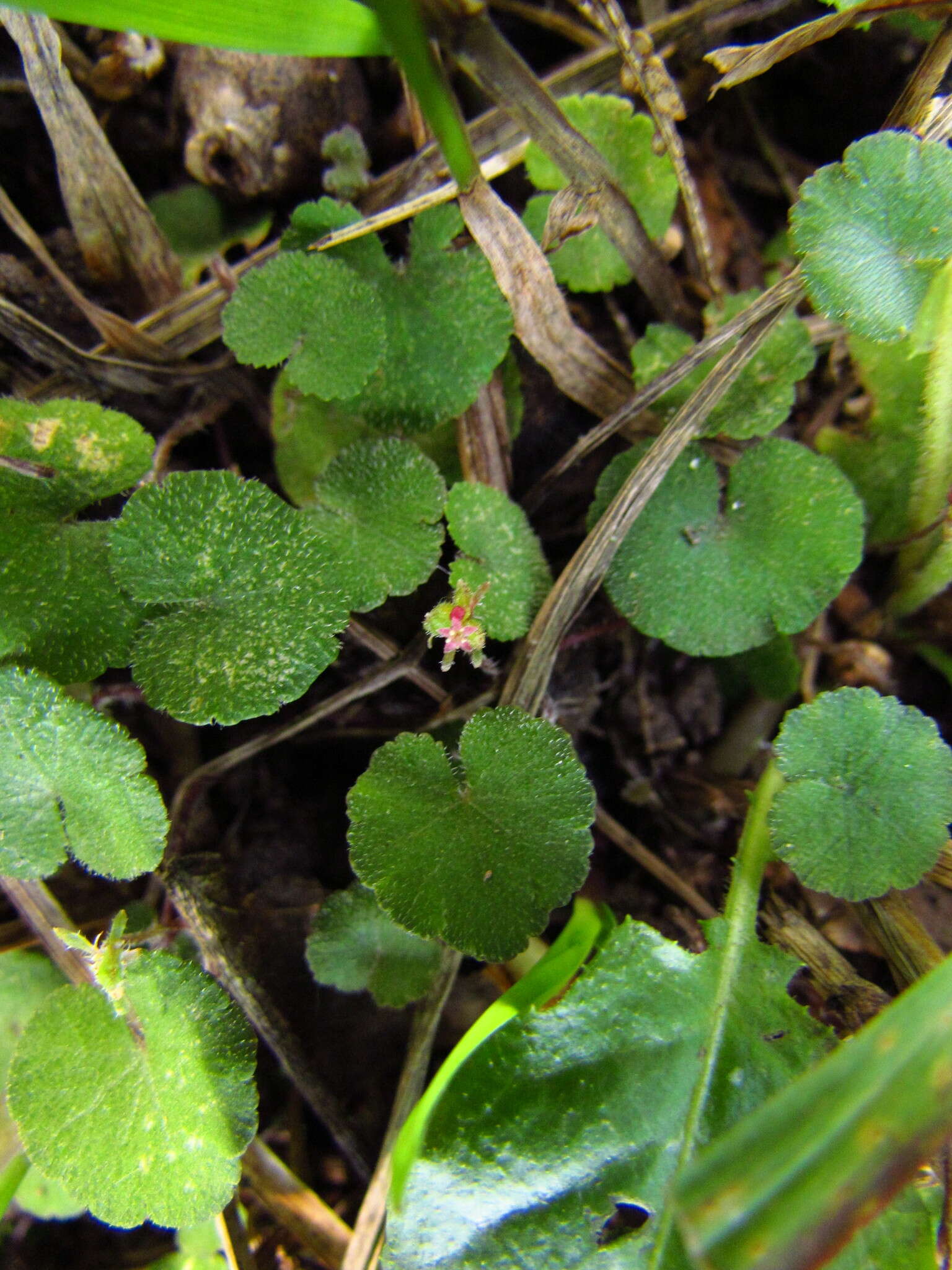 Imagem de Hydrocotyle exigua (Urb.) Malme