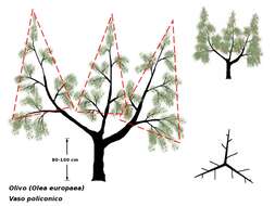 Plancia ëd Olea europaea L.