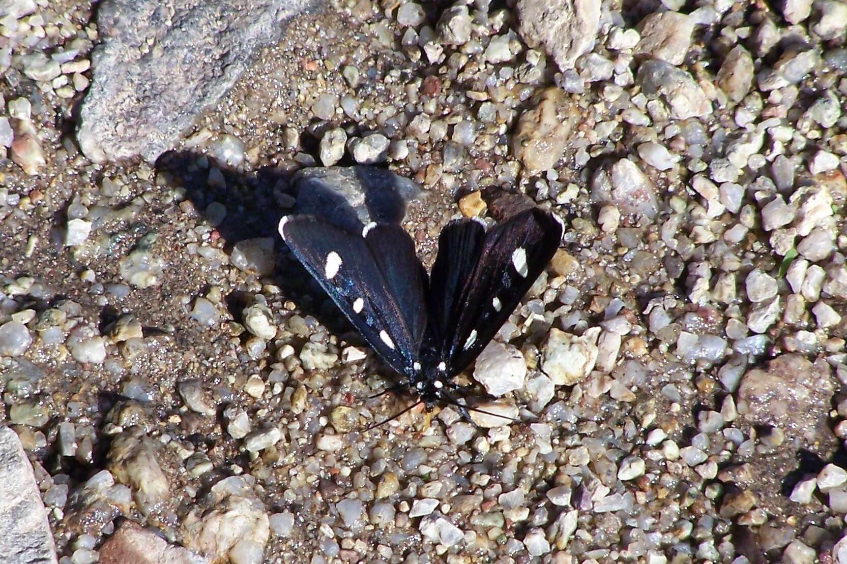 Imagem de Alypiodes bimaculata Herrich-Schäffer 1853